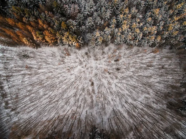 Вид с воздуха на зимний лес - деревья, покрытые снегом — стоковое фото
