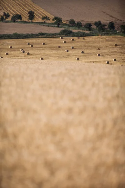 Fields after and during harvest lit with warm morning sunshine ( — Stock Photo, Image