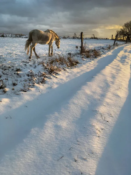 新鲜的雪在冬天马 — 图库照片