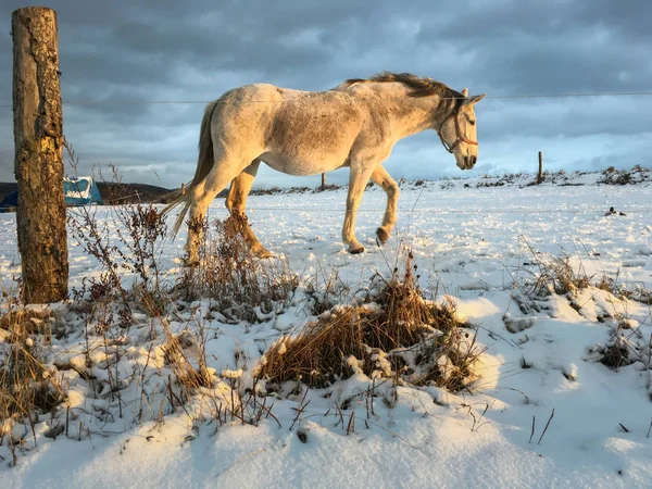 Horse in winter on fresh snow — Stock Photo, Image