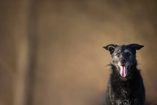 Мила чорна собака на відкритому повітрі дивиться на камеру — стокове фото