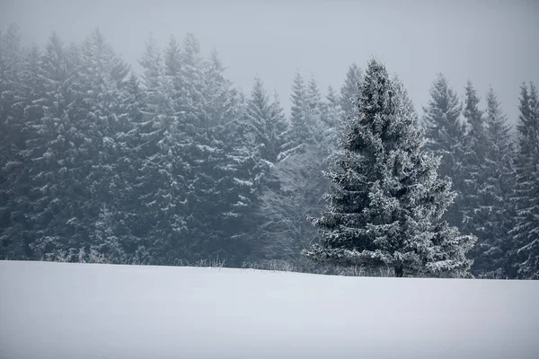 Bosque de invierno - árboles cubiertos de nieve —  Fotos de Stock