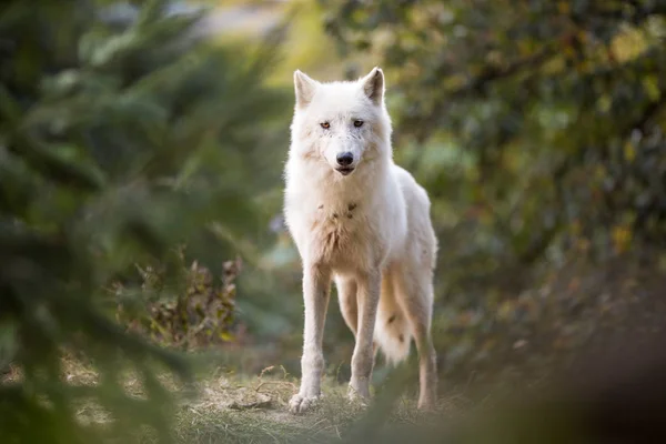 Lobo Ártico Olhando para a câmera — Fotografia de Stock