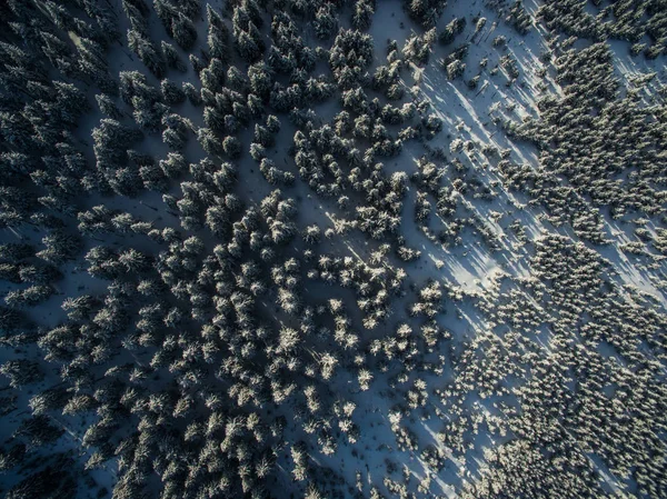 冬の森の雪に覆われた木の空撮 — ストック写真