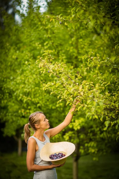 Досить, молода жінка садівництва в саду, різання гілок, догляд за фруктовими деревами — стокове фото