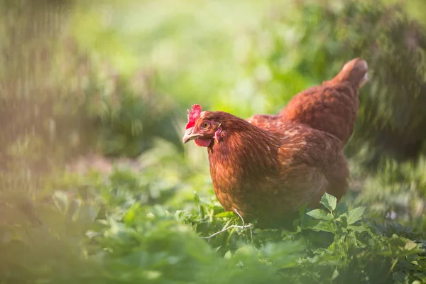 tatlı bir çiftlik içinde tavuk