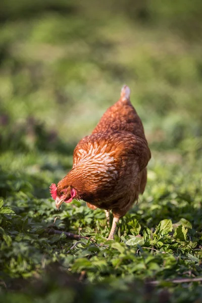 Närbild av en höna i en gårdsplan — Stockfoto