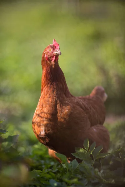 Närbild av en höna i en gårdsplan — Stockfoto