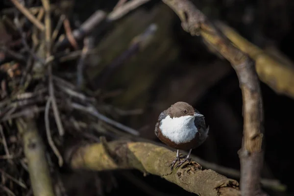 Cinclude cinclus, il carnivoro dalla gola bianca nel suo habitat naturale — Foto Stock