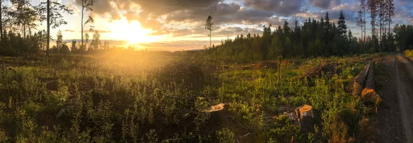 Панорама хвойного леса в теплом вечернем свете — стоковое фото