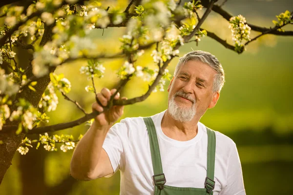 Ritratto di uomo anziano giardinaggio, prendersi cura del suo adorabile orco — Foto Stock