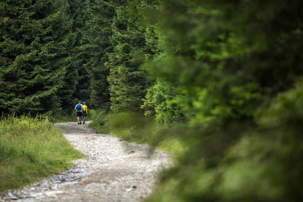 Hiking - bir güzel Alp orman yolundan gidiyor insanlar