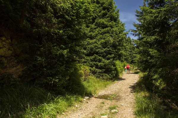 Randonnée pédestre - en passant par un beau sentier de forêt alpine — Photo