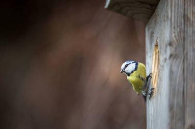 Mavi baştankara Parus caeruleus yaşıyor - bir kuş evi besleme t üzerinde