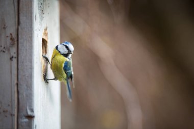 Mavi baştankara Parus caeruleus bir kuş evi üzerinde yaşıyor