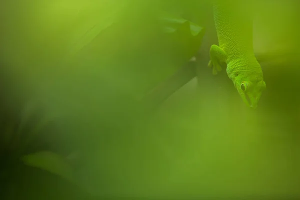 Zár megjelöl kilátás egy zöld gekkó a természetes environnement — Stock Fotó