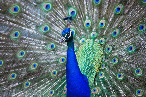 Splendid peacock with feathers out (Pavo cristatus) (shallow DOF — Stock Photo, Image