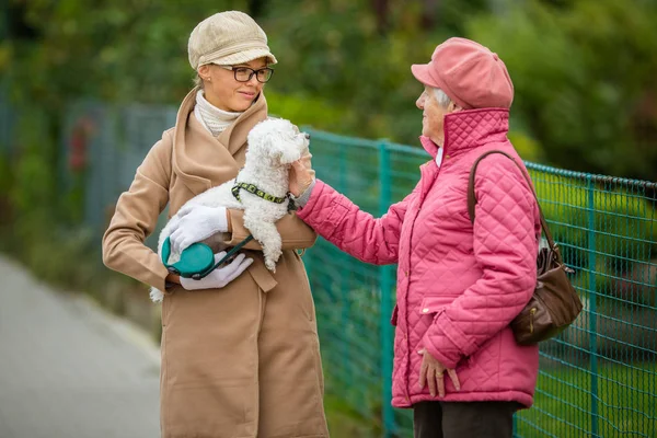 Mulher Sênior Passeando Seu Cachorrinho Uma Rua Cidade — Fotografia de Stock