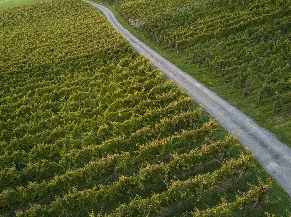 Vista aérea sobre os campos de vinha na Europa — Fotografia de Stock