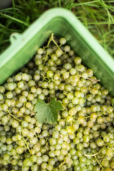 Uvas de vino blanco en una caja de plástico durante la cosecha —  Fotos de Stock