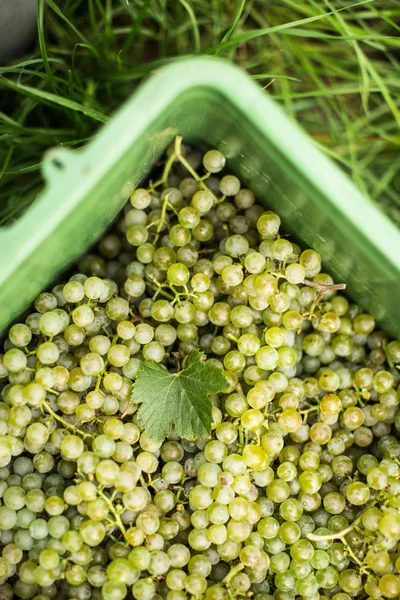 Raisins de vin blanc dans une boîte en plastique pendant la récolte — Photo