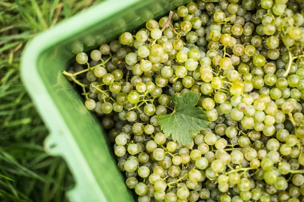 Uvas de vino blanco en una caja de plástico durante la cosecha —  Fotos de Stock