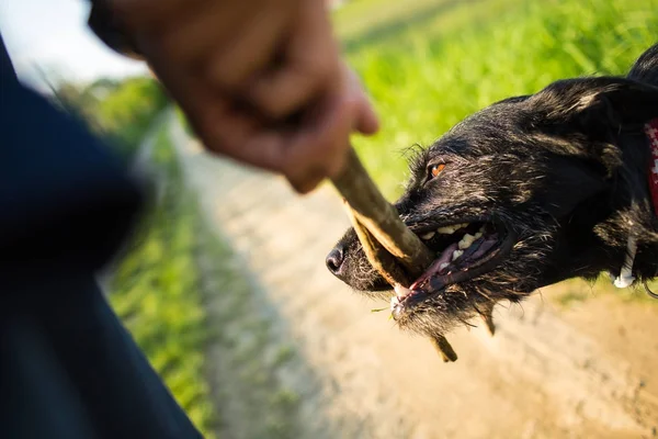 Ausführen des Hundes - Werfen Sie den Stock zu diesem eifrigen Comp holen — Stockfoto