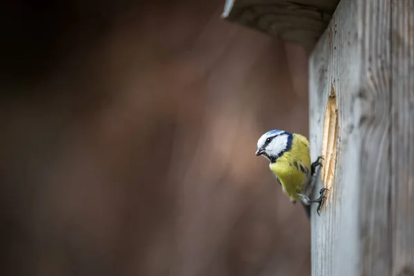Blaumeise parus caeruleus auf einem von ihr bewohnten Vogelhaus - Fütterung — Stockfoto