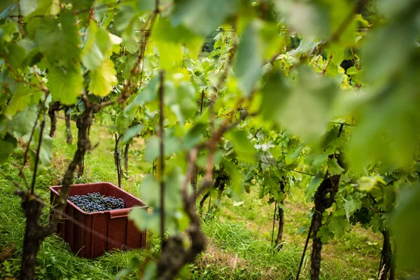 Uvas rojas recién cosechadas en una alforja (imagen tonificada en color ) —  Fotos de Stock