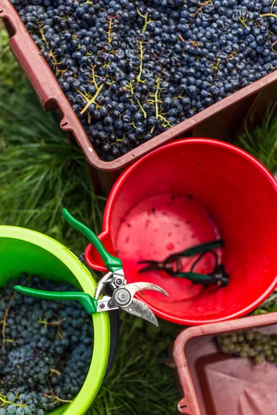 Frisch geerntete rote Trauben in einer Tasche (farbiges Bild)) — Stockfoto