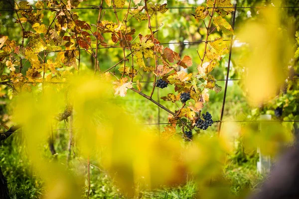 Schöne reife, rote Trauben in einem Weinberg (farbiges Bild)) — Stockfoto