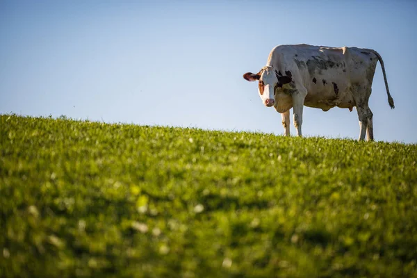 Cow in pasture. Mountain meadow. Green meadow in mountains — Stock Photo, Image