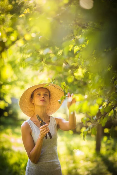 Pěkná, mladá žena zahradnictví v její zahradě, řezání větví — Stock fotografie