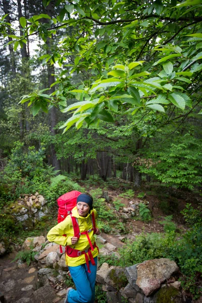 Hübsche, junge Wanderin, die durch einen herrlichen alten Kiefernwald wandert — Stockfoto