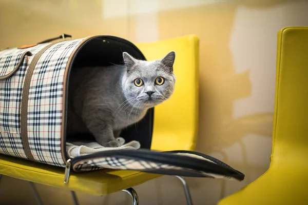 Kočka na veterinární klinice. Kočičí pacient čekající v čekat — Stock fotografie