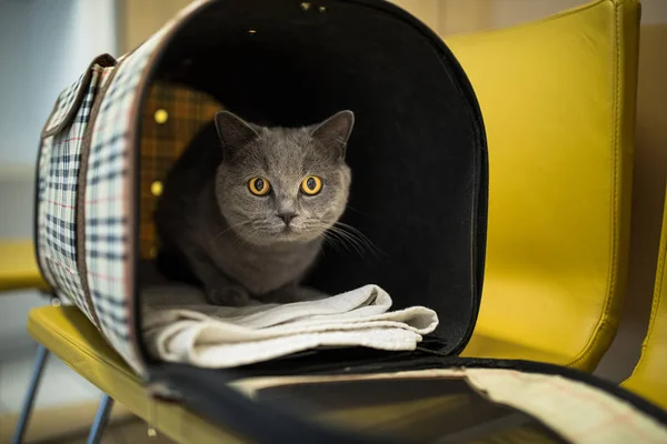 Kočka na veterinární klinice. — Stock fotografie