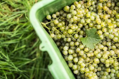Beyaz şarap üzüm hasat sırasında plastik bir kutu içinde