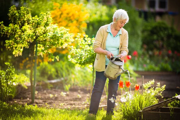Ανώτερος γυναίκα κάνει κάποια κηπουρική στον υπέροχο κήπο της — Φωτογραφία Αρχείου
