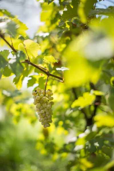Witte wijn druiven in een wijngaard vlak voor de oogst — Stockfoto