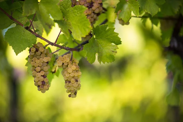Uvas de vinho branco numa vinha mesmo antes da colheita — Fotografia de Stock