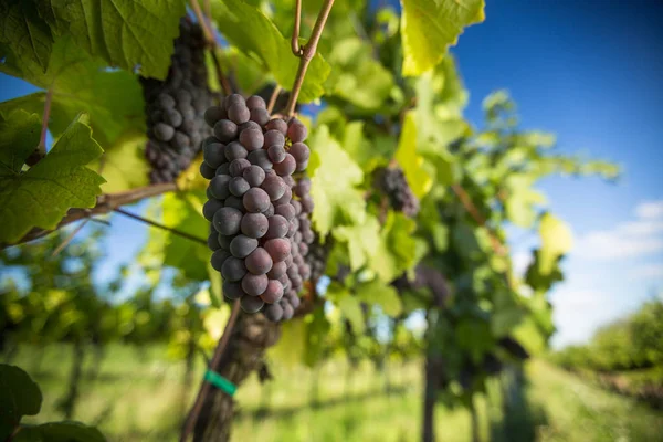 Grandi grappoli di uva da vino rossa pendono da un vecchio vitigno — Foto Stock