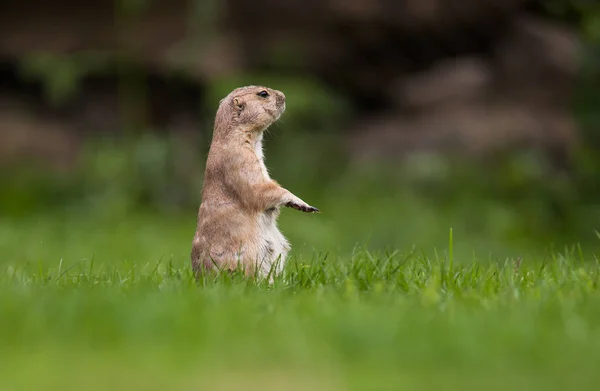 Muito bonito cão de pradaria de cauda preta — Fotografia de Stock