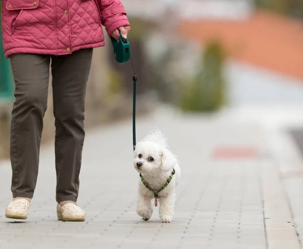 Seniorin geht mit kleinem Hund auf Stadtstraße spazieren — Stockfoto