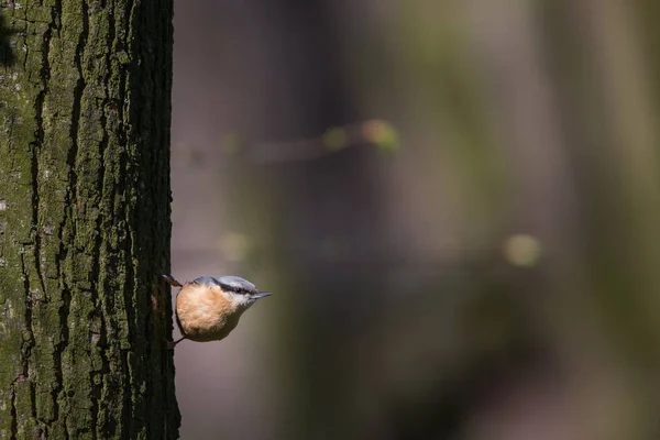 Brhlík lesní, dřevo brhlíka; Sitta europaea — Stock fotografie