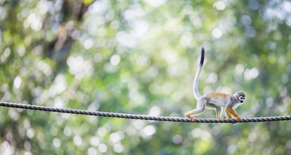 Κοινή σκίουρος μαϊμού — Φωτογραφία Αρχείου