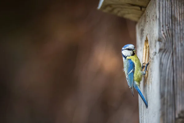 Голубая синица Parus caeruleus на птичьем доме, в котором она обитает — стоковое фото