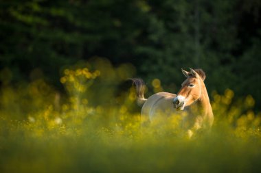 Przewalski atı güzel bir çayırda otluyor.