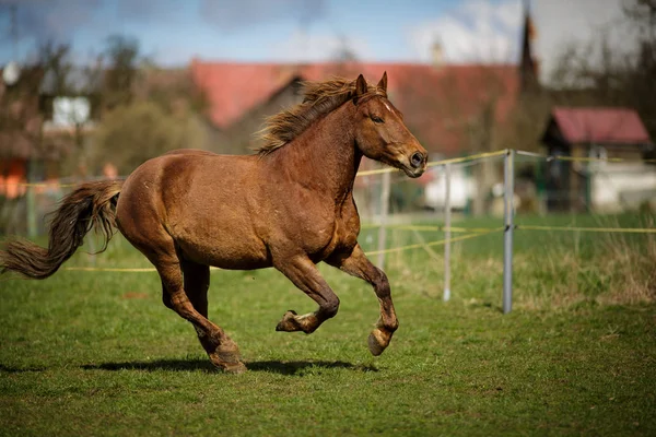 Кінь працює швидко — стокове фото