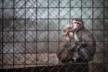 Sad monkeys behind bars in captivity clipart