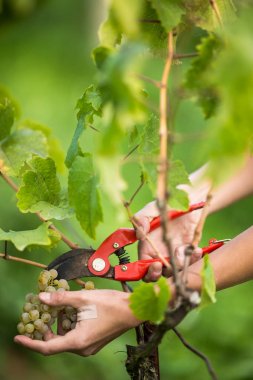 Beyaz üzümleri hasat eden bir kadın şarap tüccarının elleri